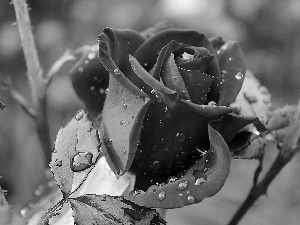 rain, rose, drops