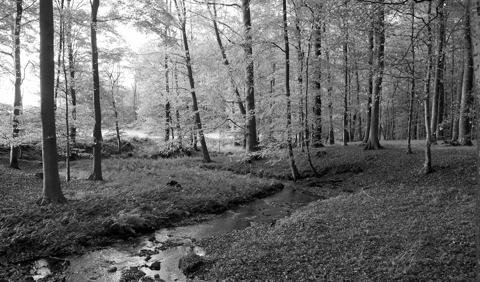 forest, viewes, brook, trees