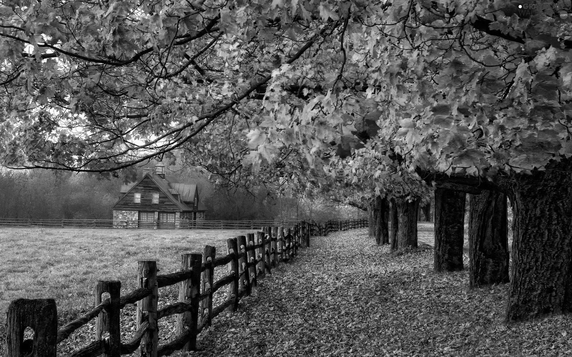house, trees, Leaf, viewes, Way, fence, autumn