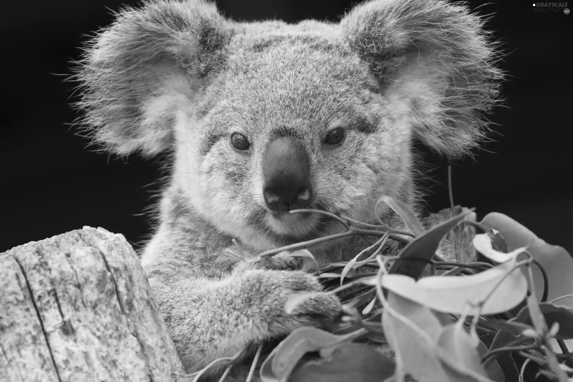 Leaf, teddy bear, Koala