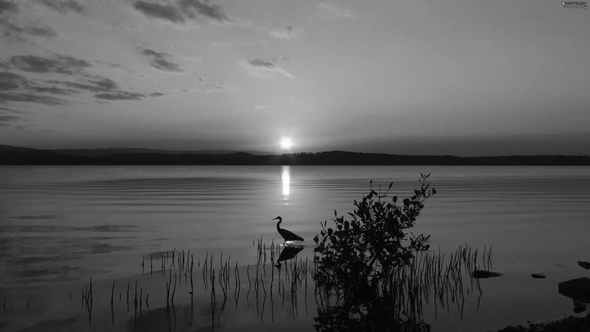 lake, Great Sunsets