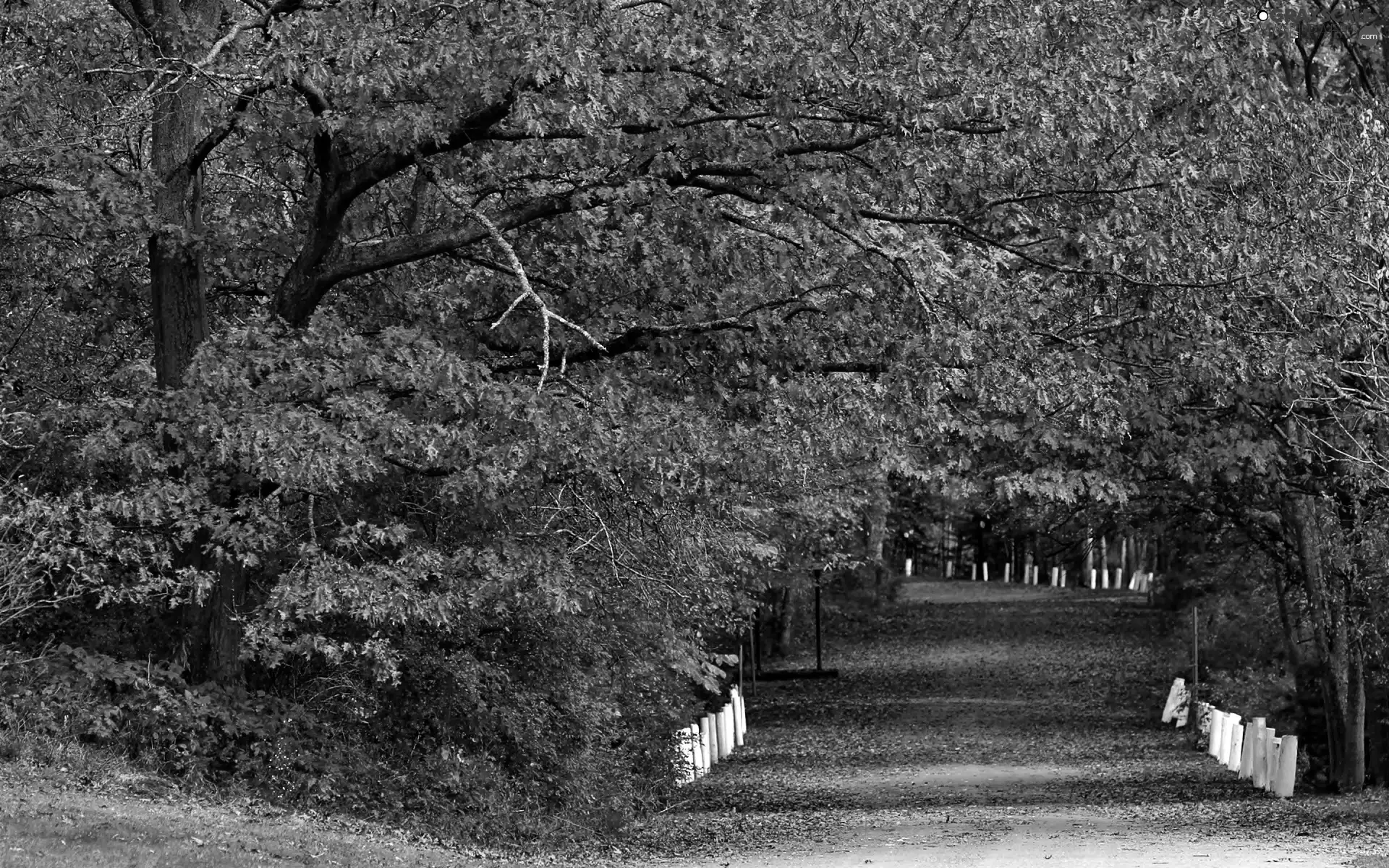 alley, autumn, Park