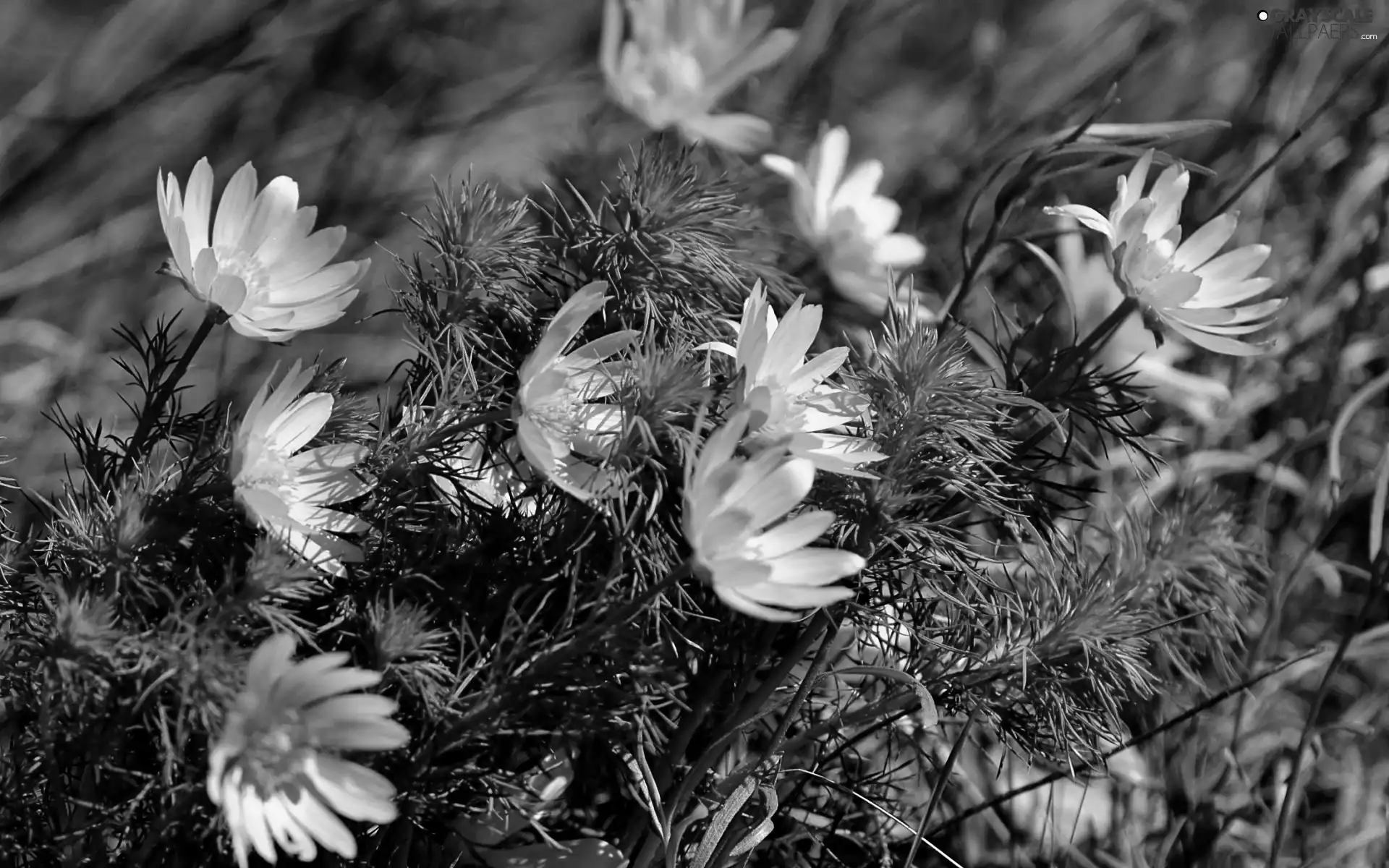 Anemones, Yellow, Anemones