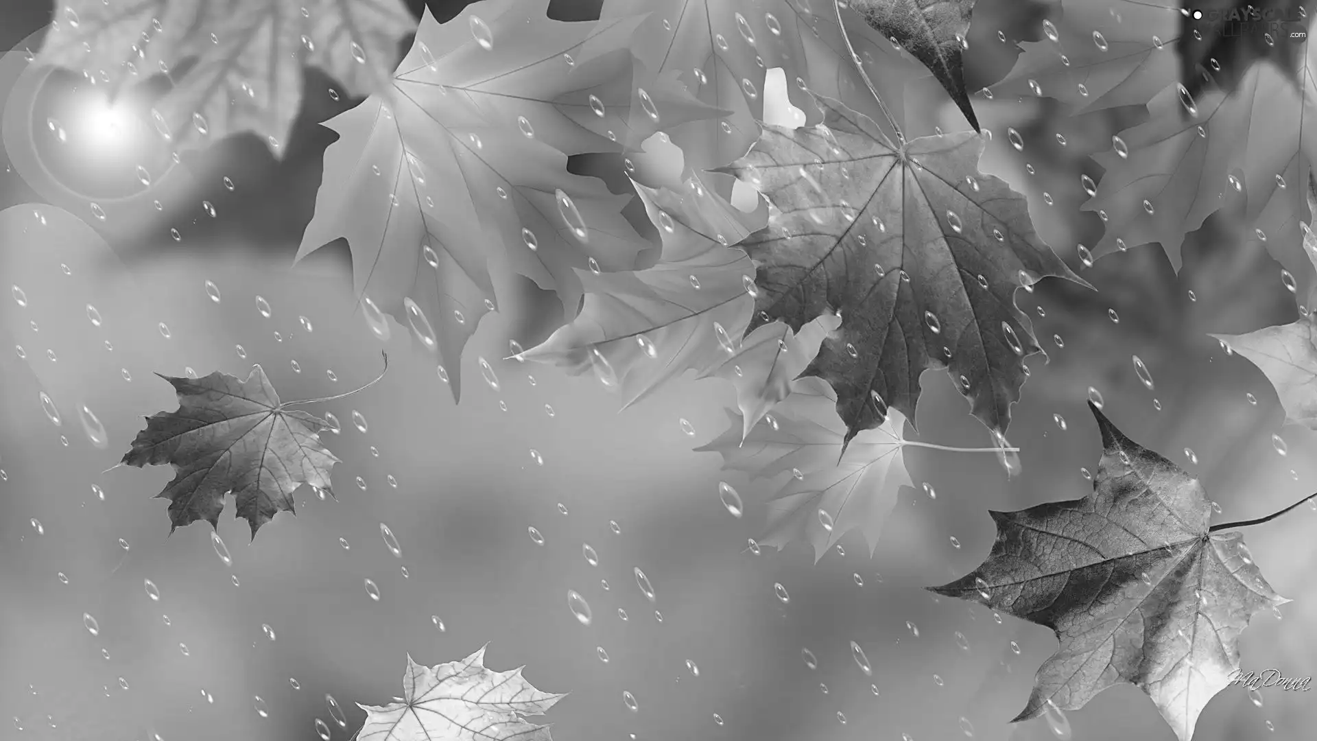 Leaf, autumn, Art, Rain