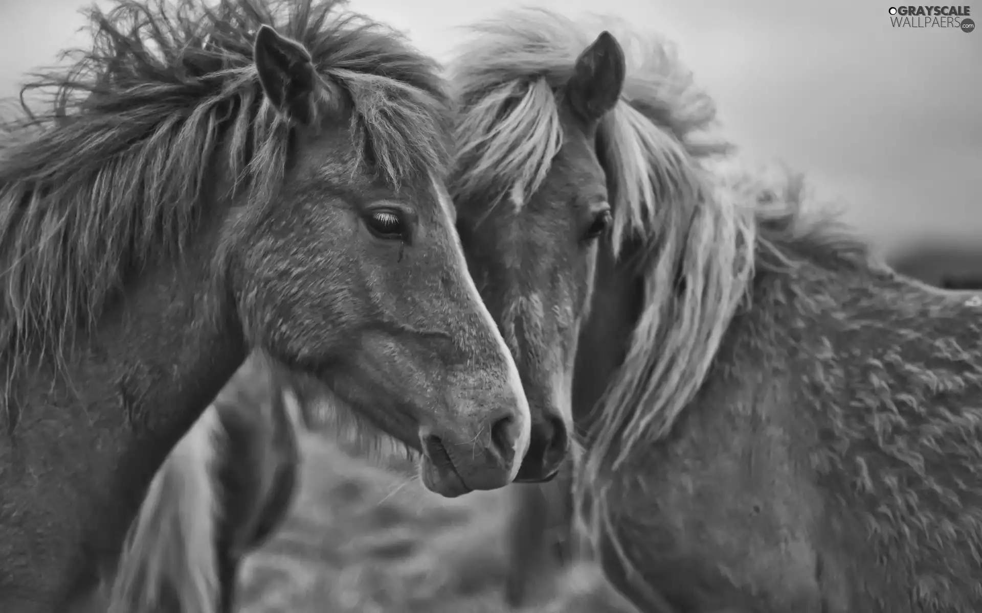 horses, Two cars, Auburn