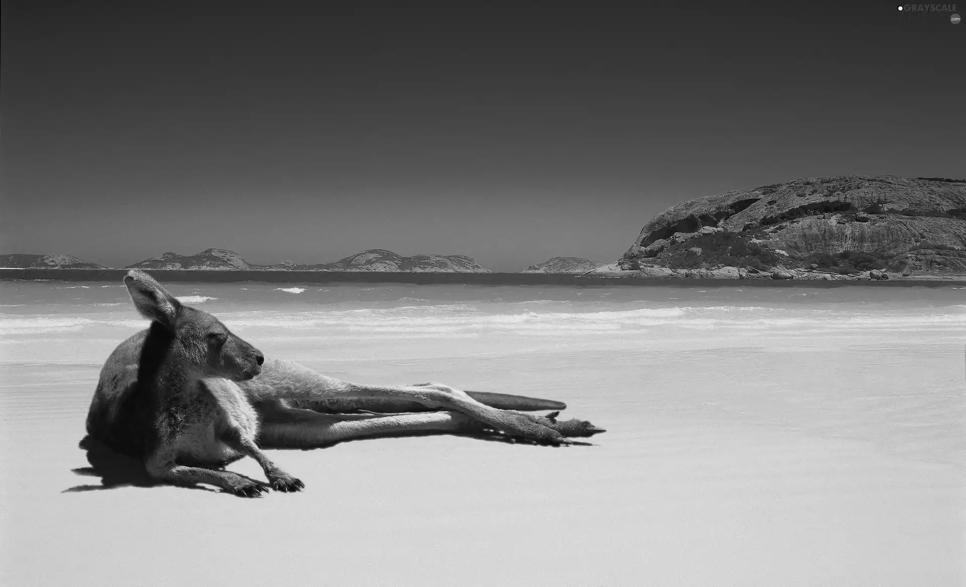 Australia, kangaroo, Beaches