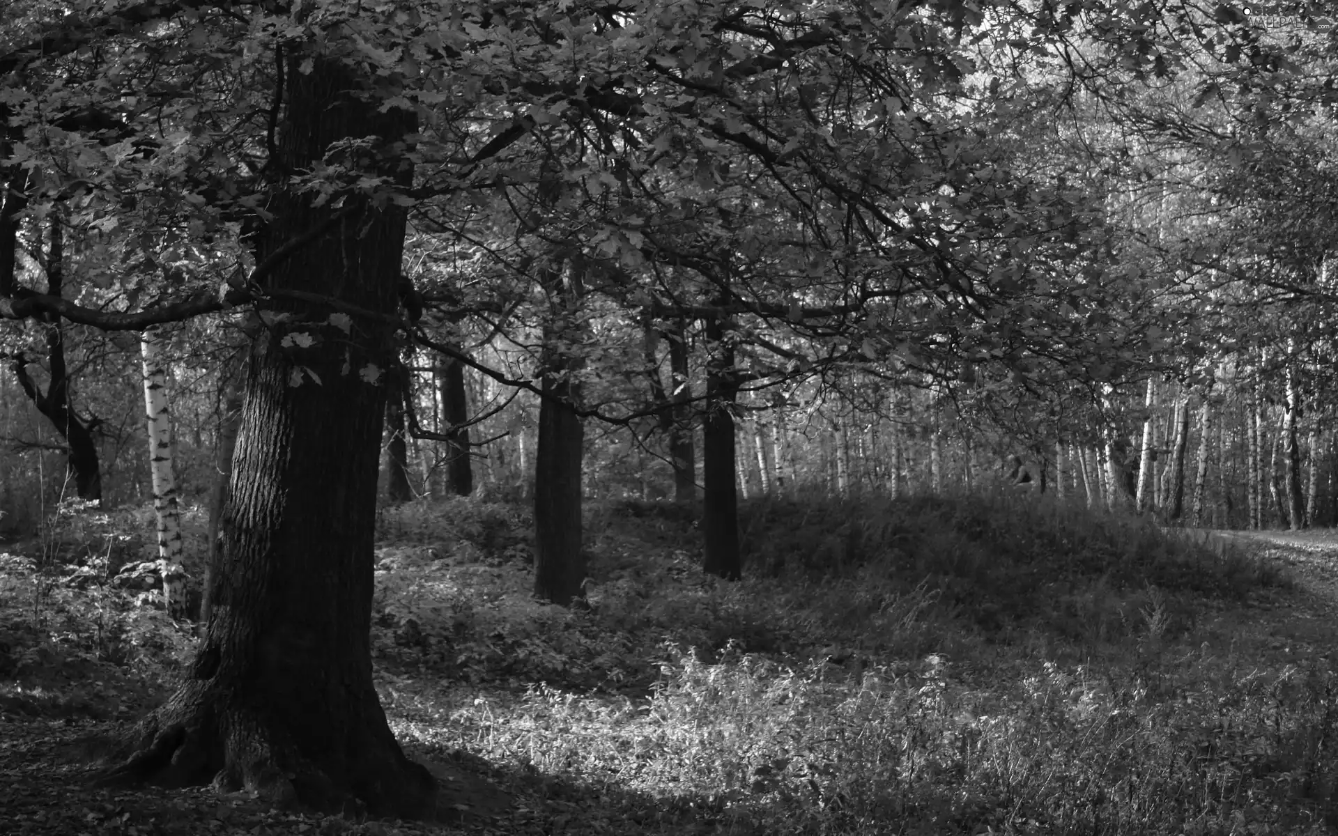 forest, viewes, autumn, trees