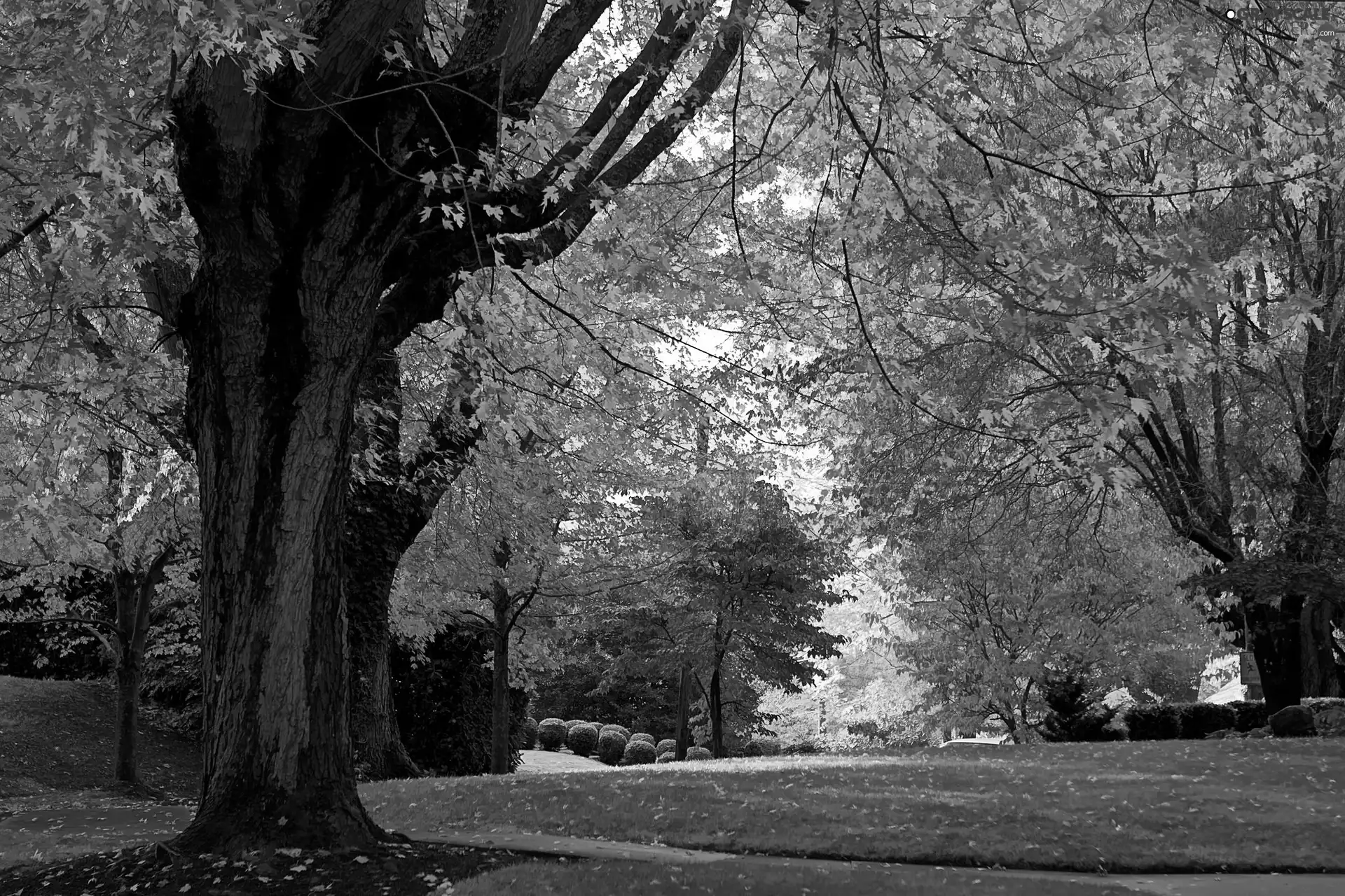 autumn, Park, lane