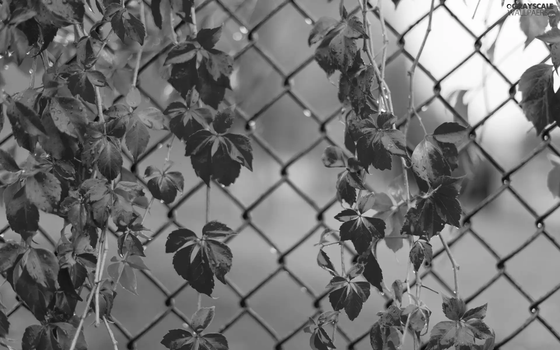 Autumn, Leaf, rambler, plant, fence