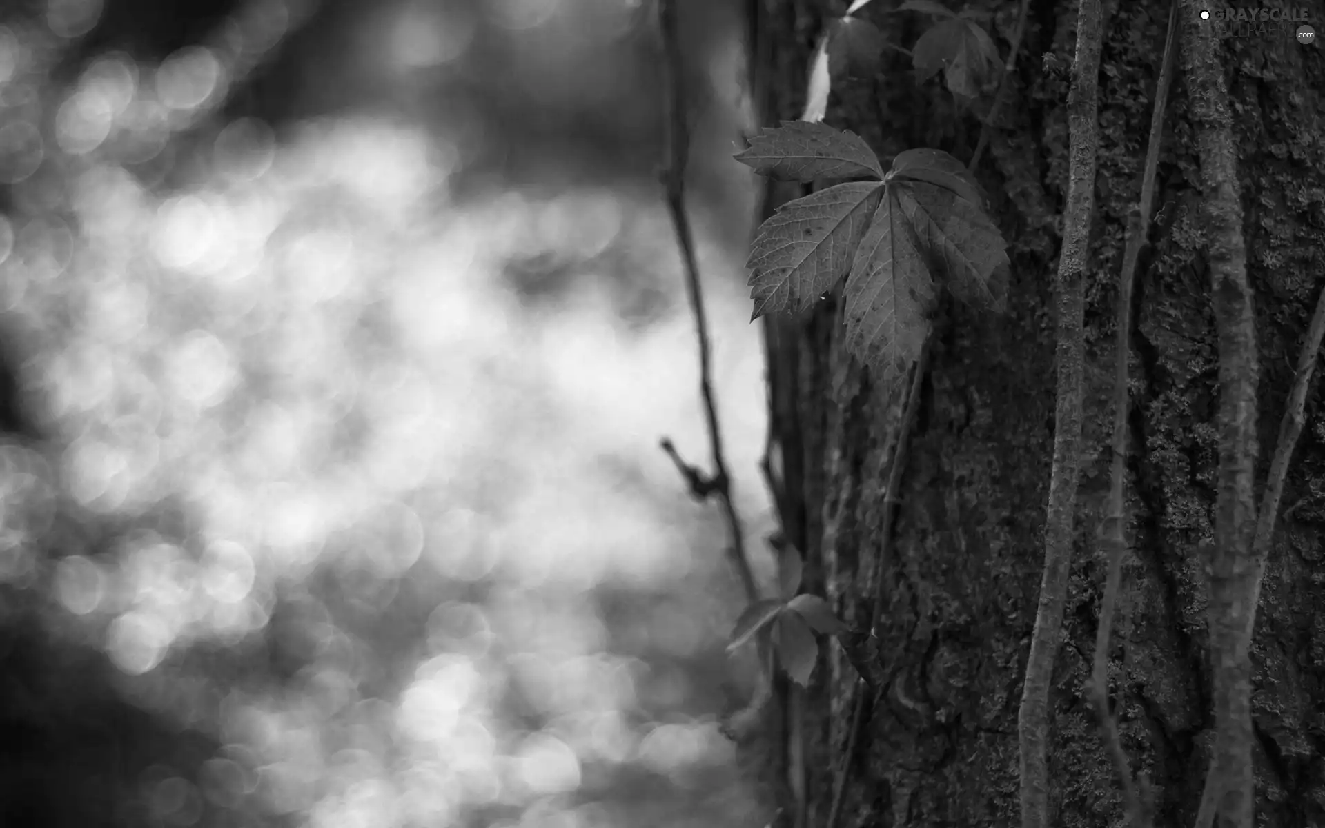 leaf, forest, autumn, trees