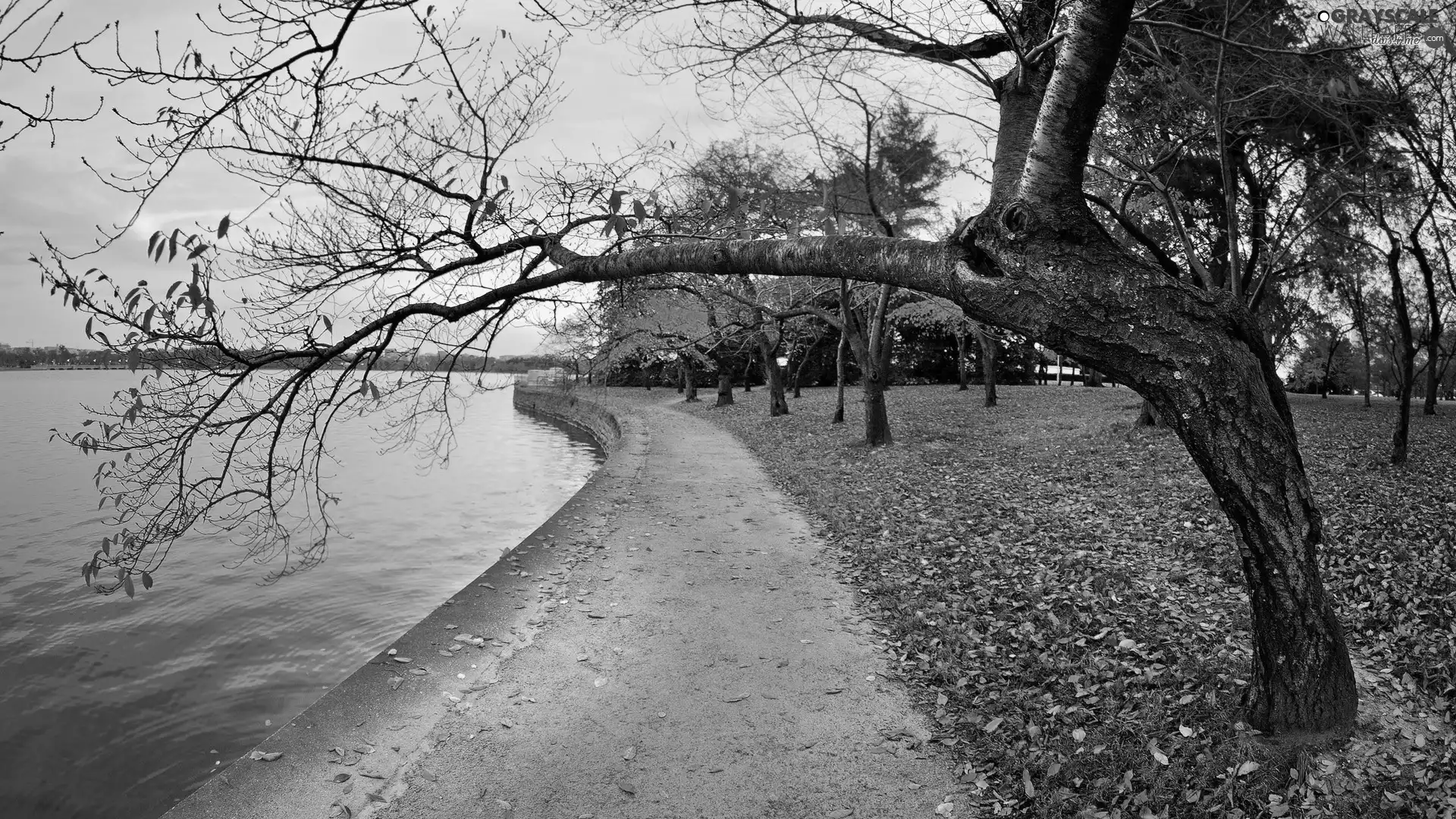 autumn, River, Park