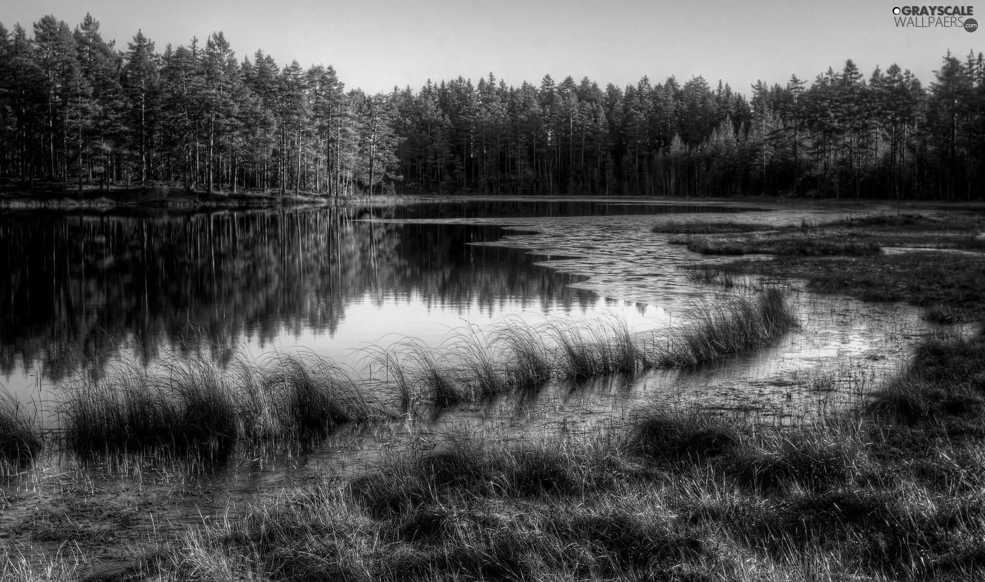 River, grass, autumn, forest