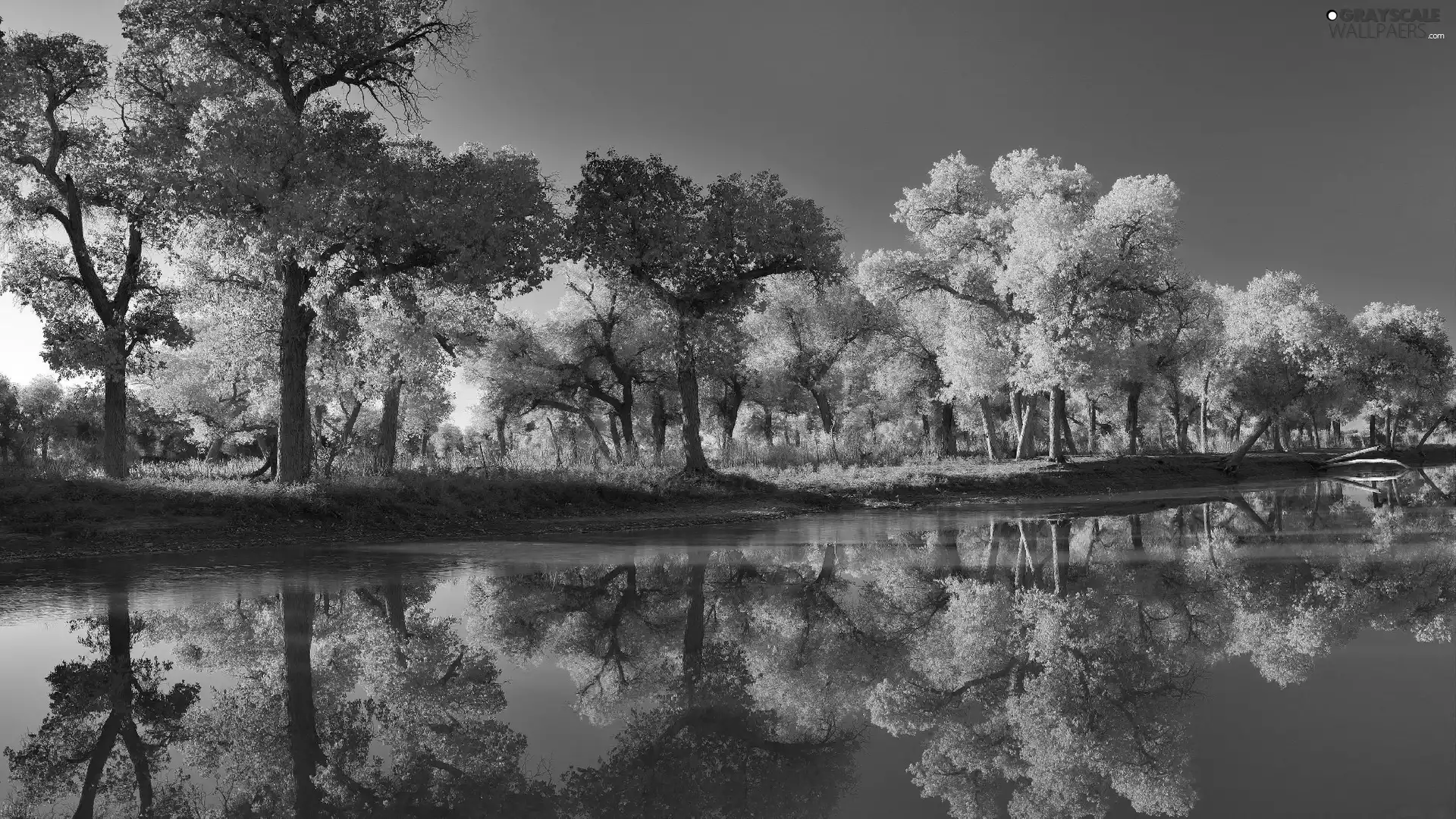 River, viewes, autumn, trees