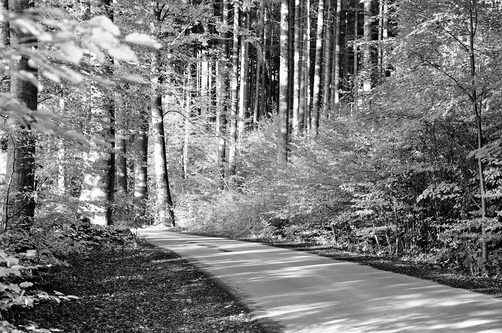 autumn, forest, Way