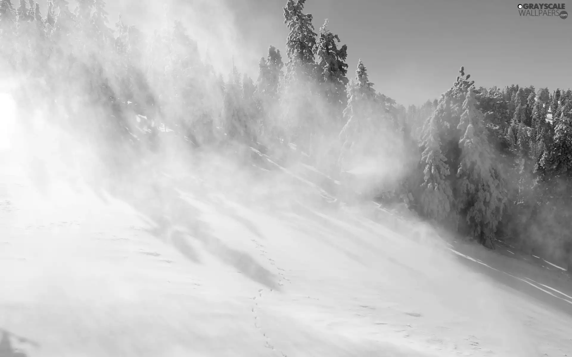 winter, forest, Avalanche, Mountains