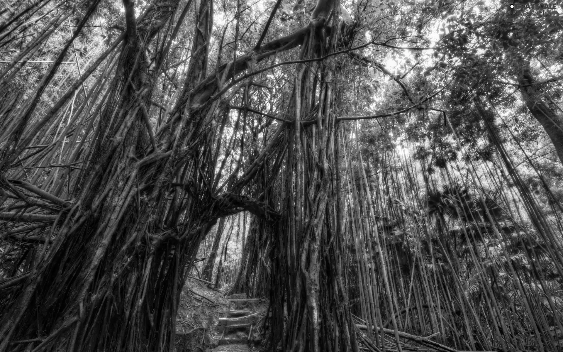 forest, bamboo