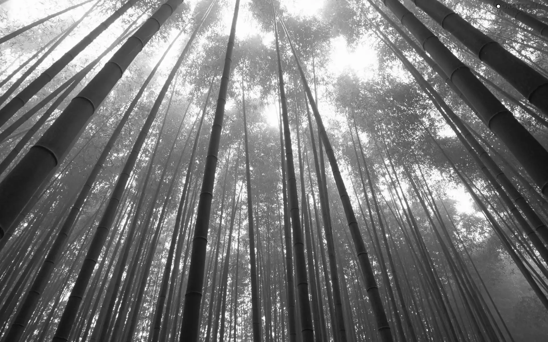 bamboos