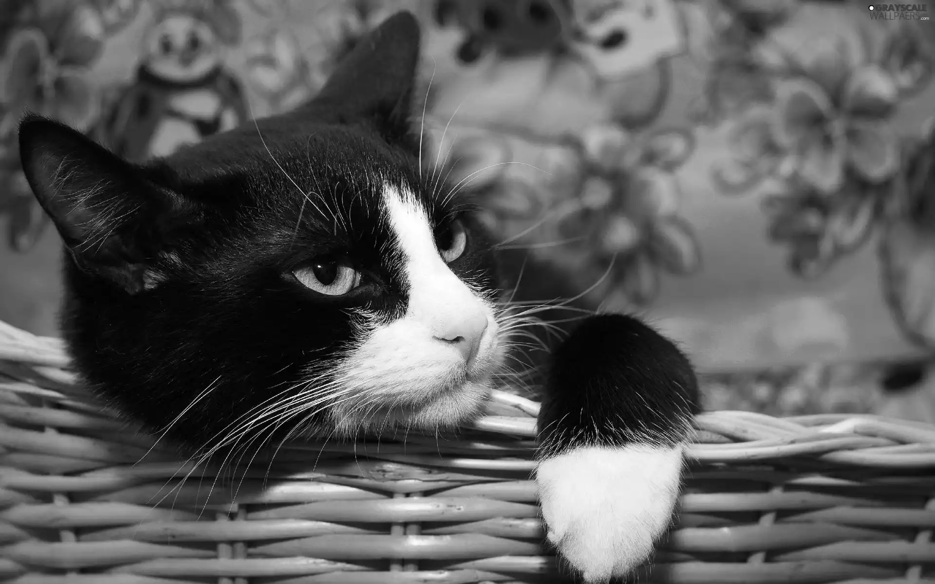 black, kitten, basket, White