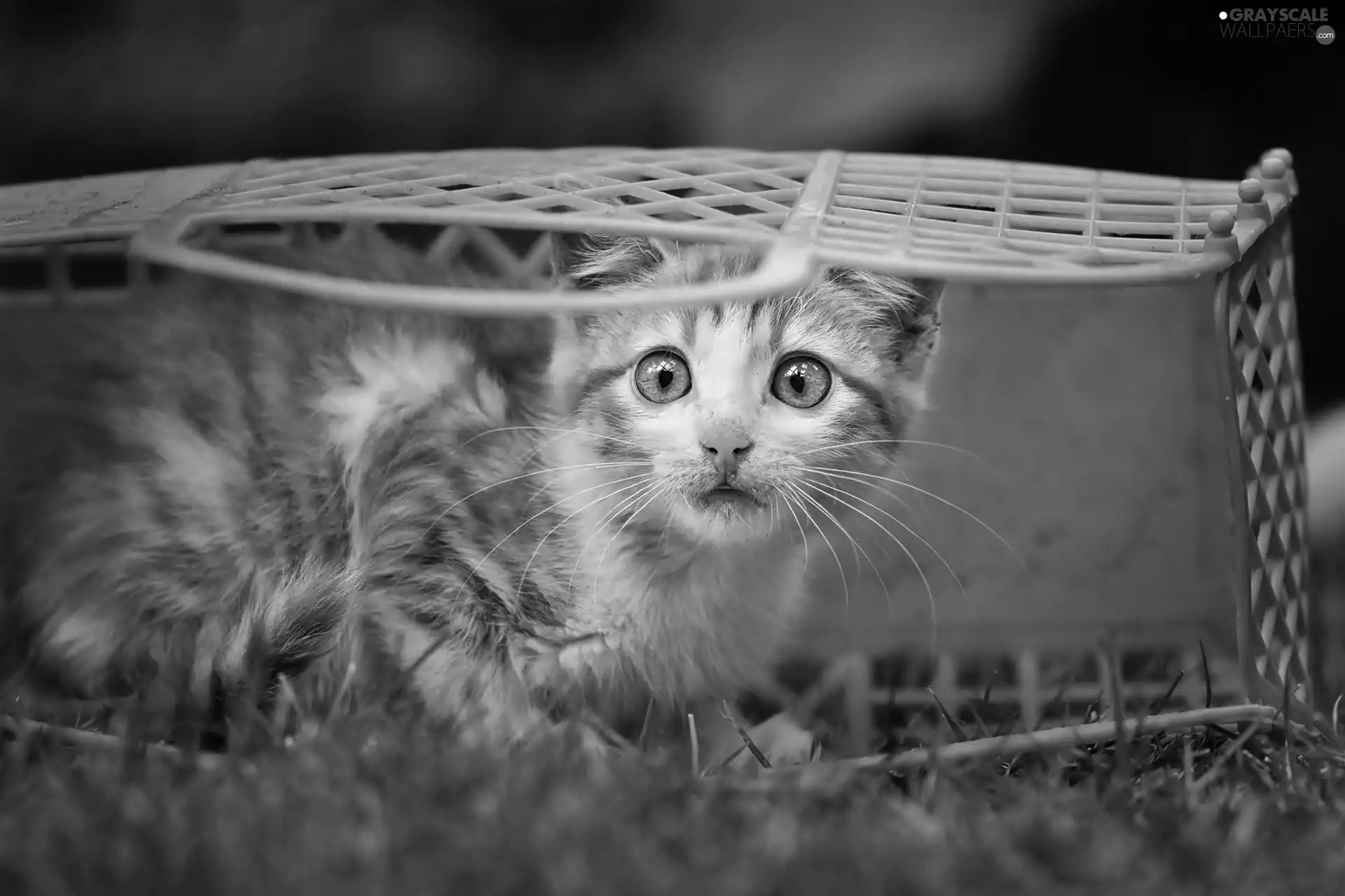 basket, frightened, kitten