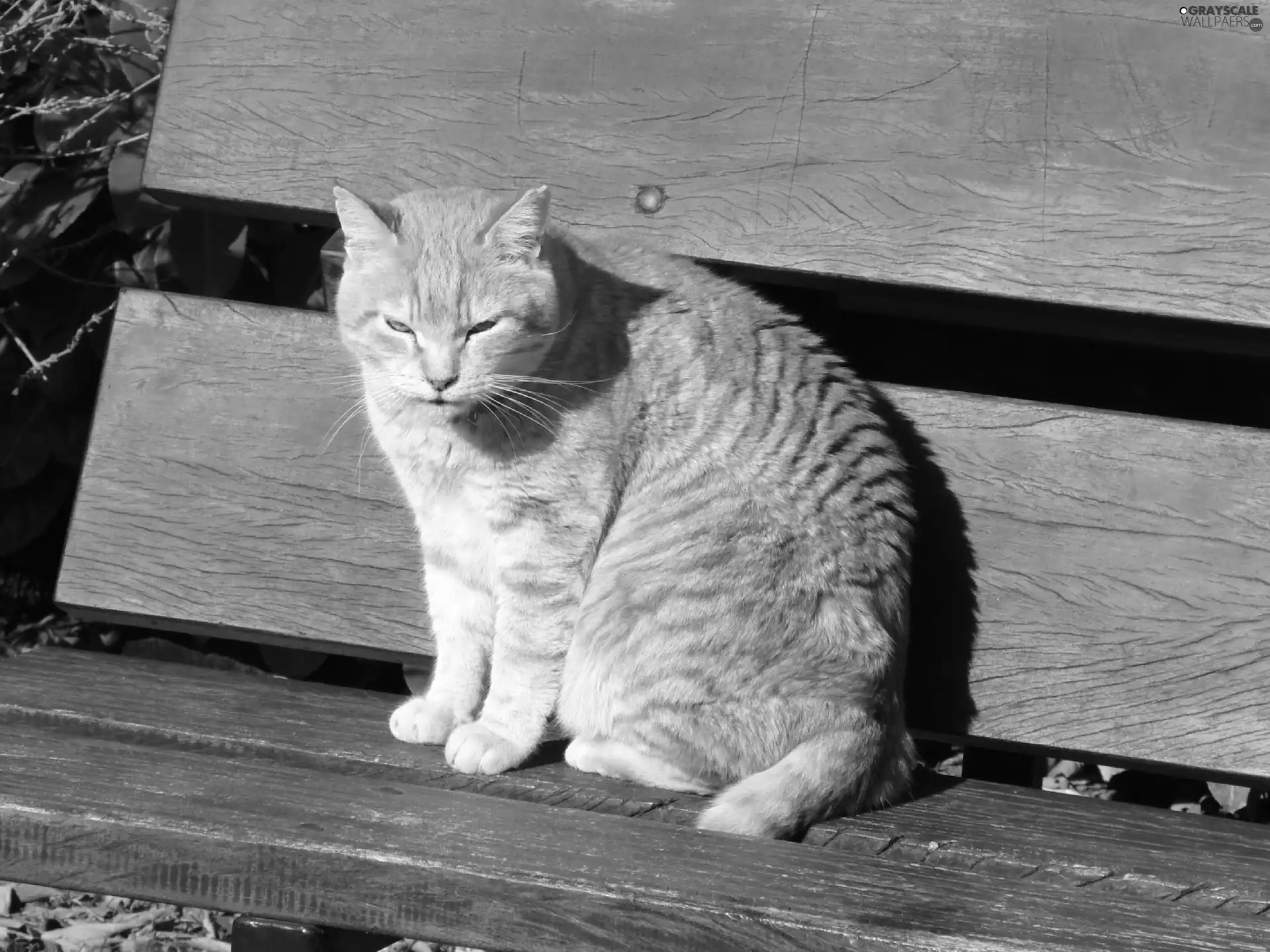 Bench, ginger, kitten