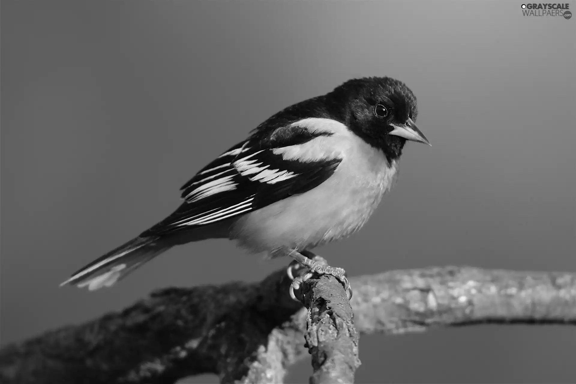 Bird, orange, Black