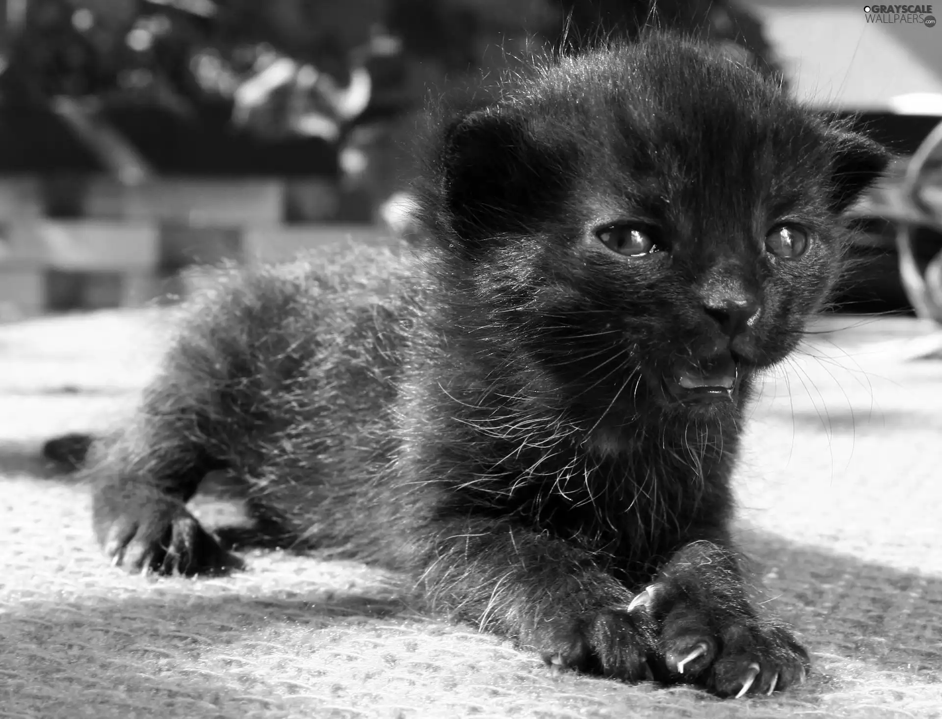 Panther, Little one, black