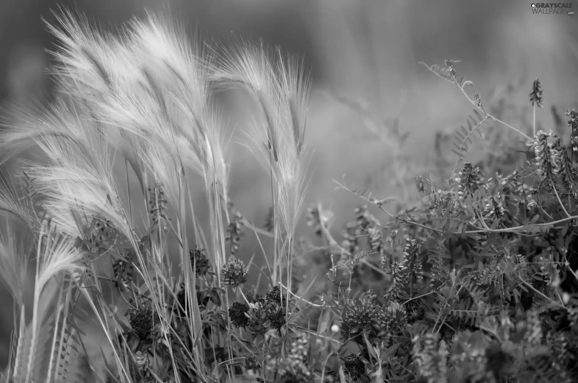 blades, Wildflowers, Flowers