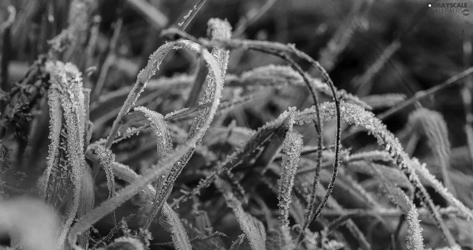 White frost, grass, blades