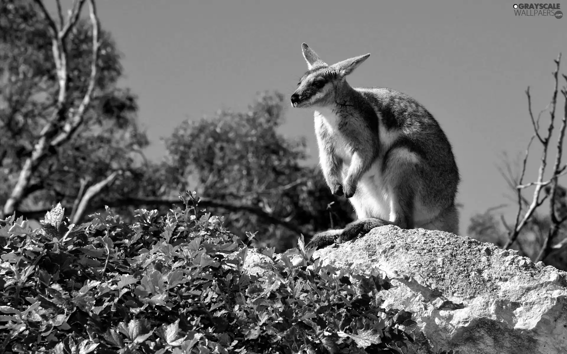 blue, Sky, Stone, green, kangaroo