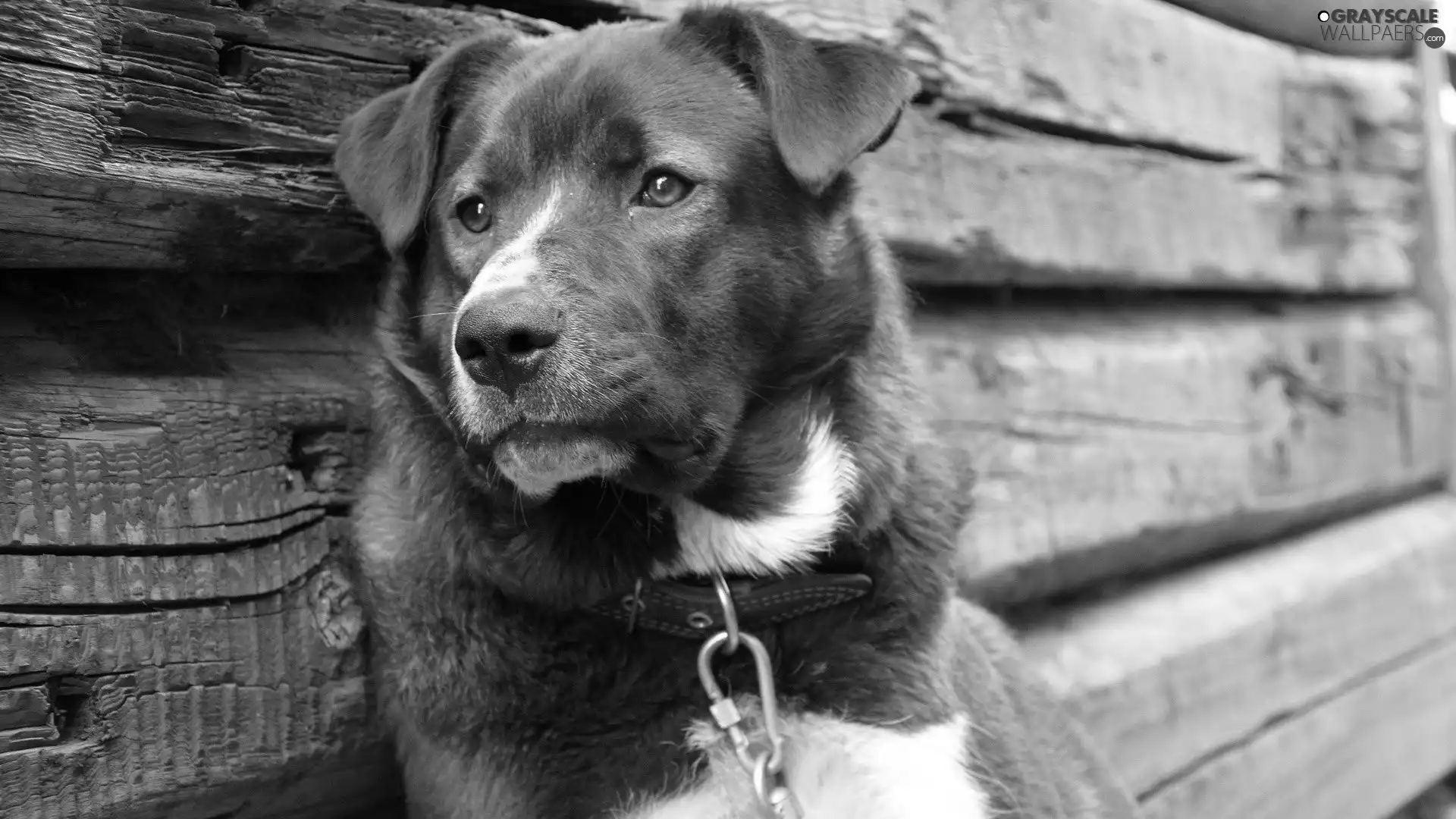 black, dog, boarding, White