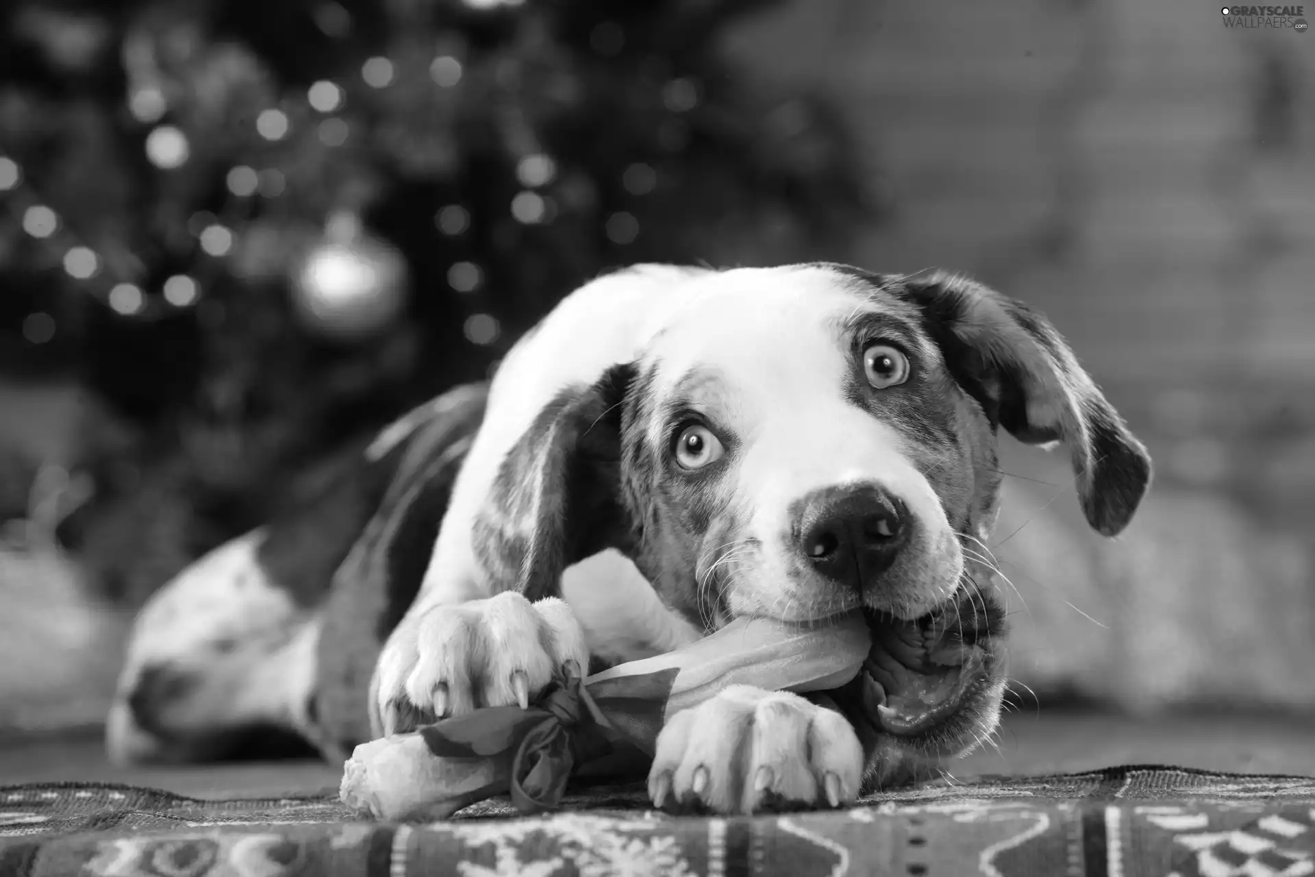 christmas tree, dog, bone