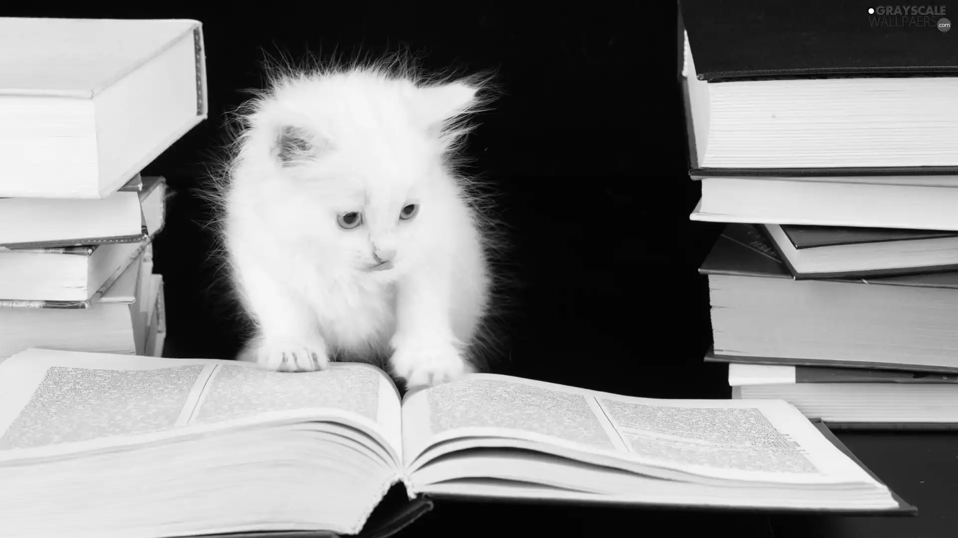 Books, White, kitten