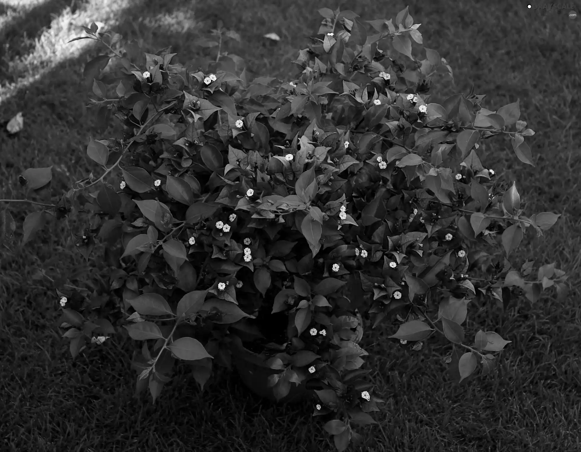 Bush, Bougainvillea