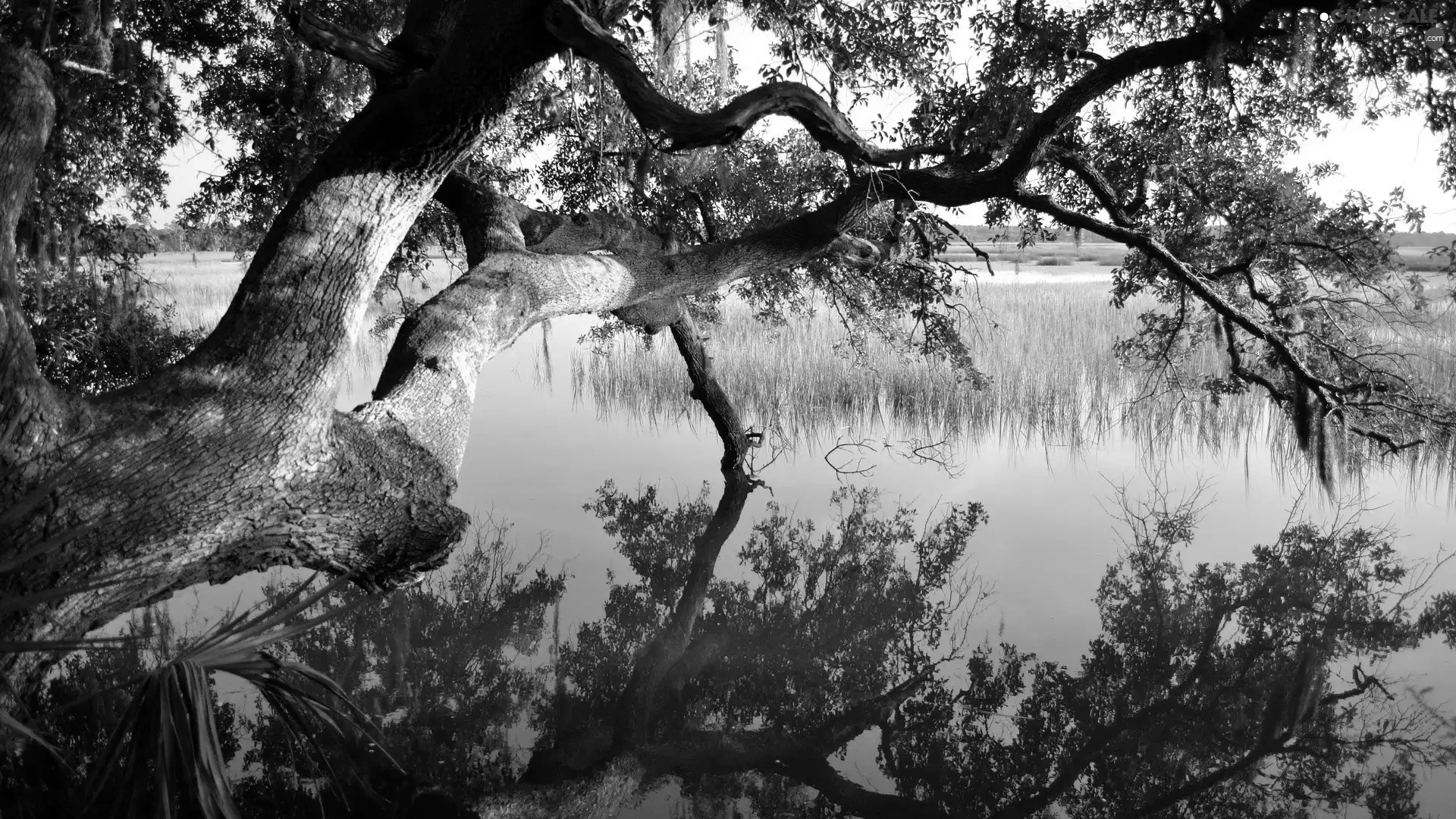 lake, trees, branch pics