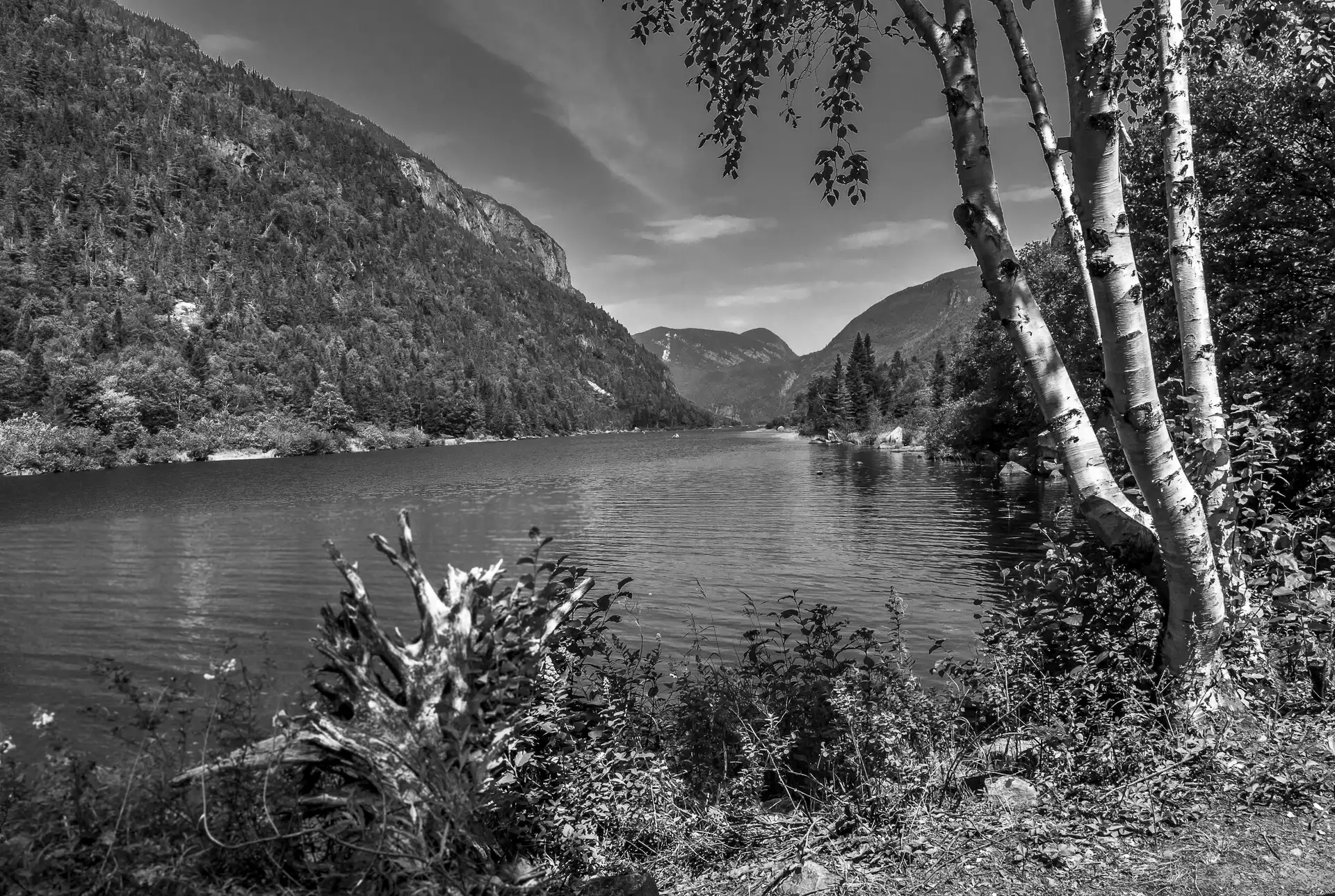 River, forest, branches, Mountains