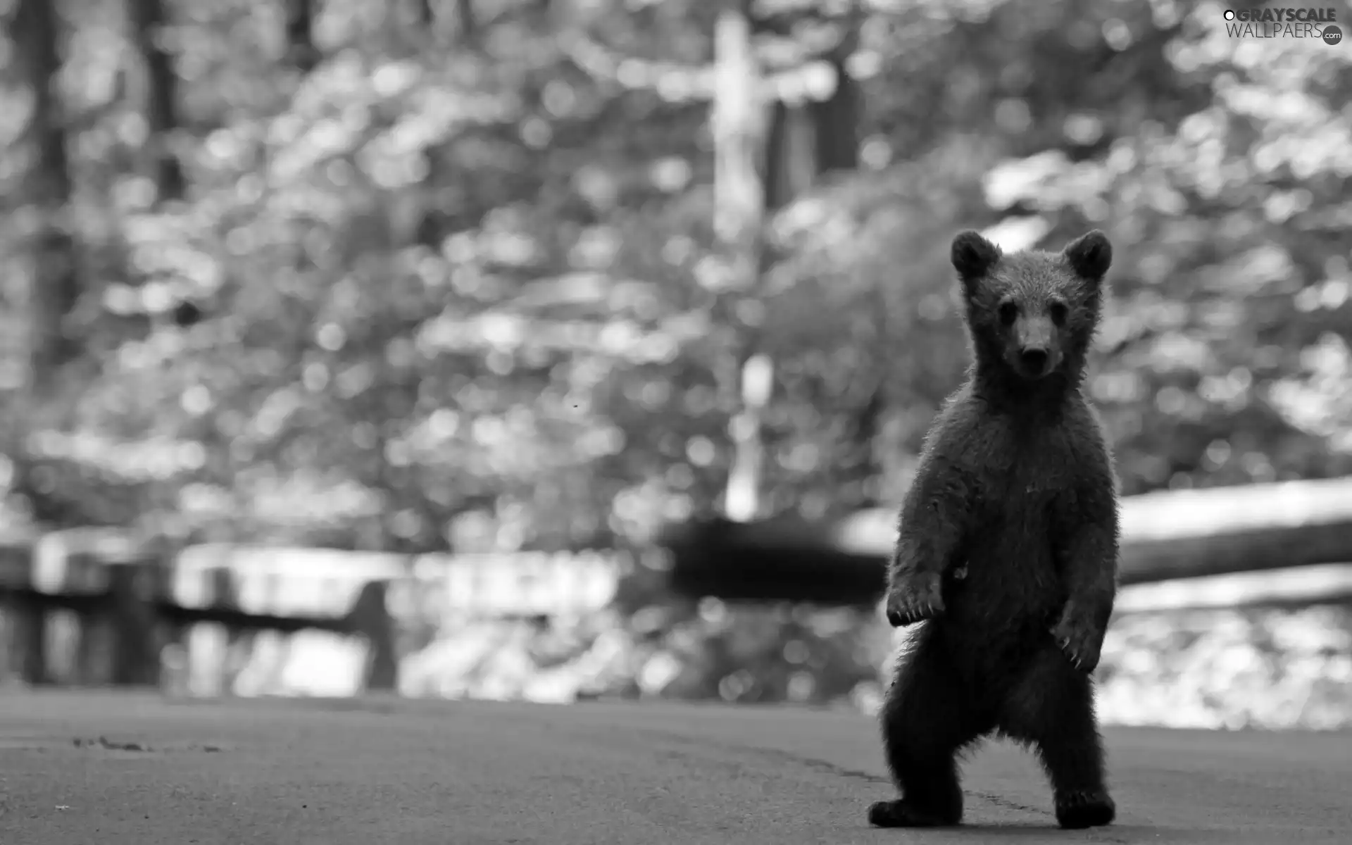 Street, teddy bear, brown