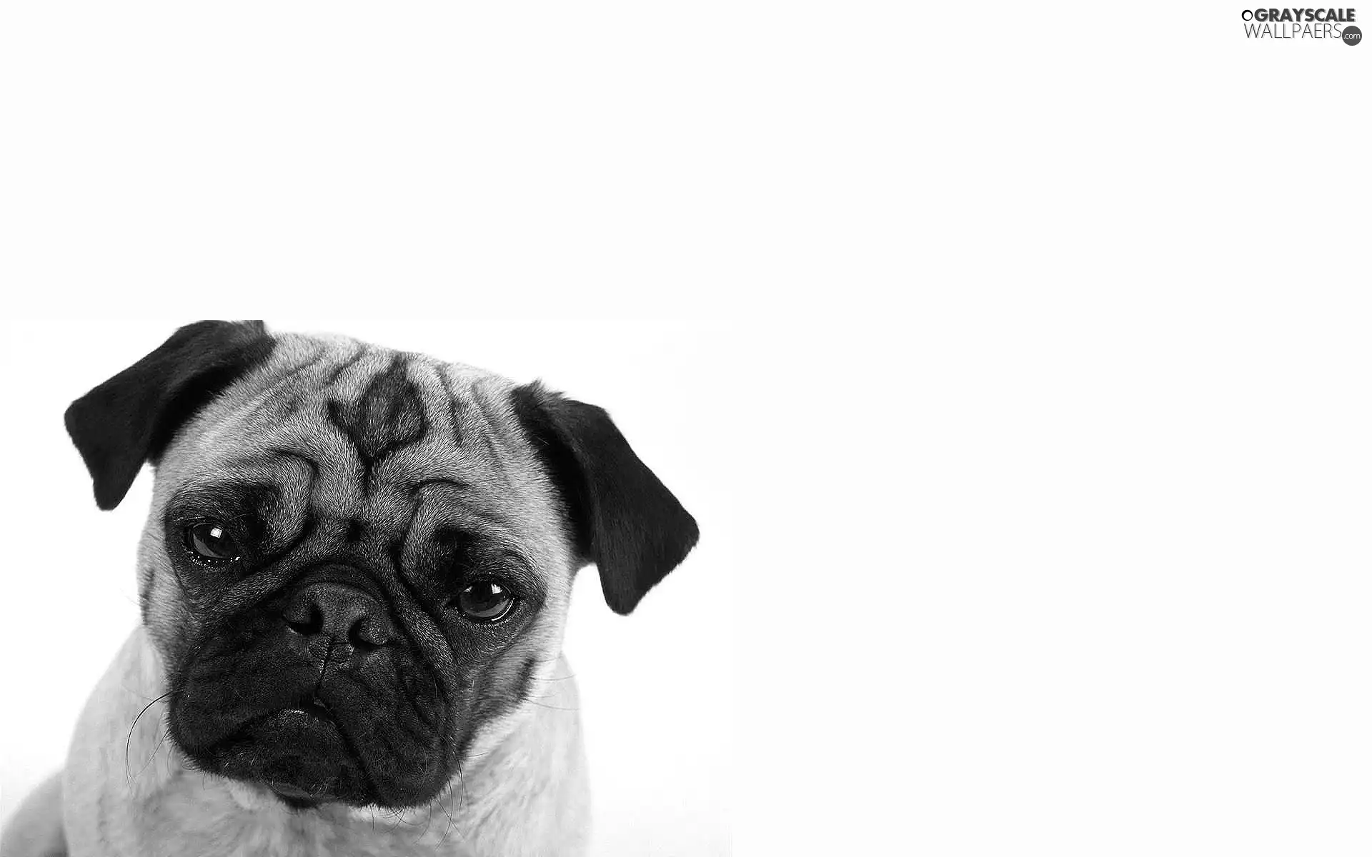 pug, young, dog