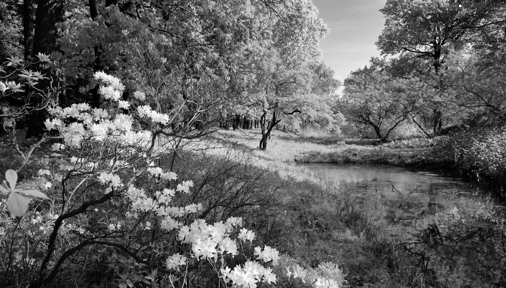 Bush, Meadow, trees, viewes, Pond - car, flower