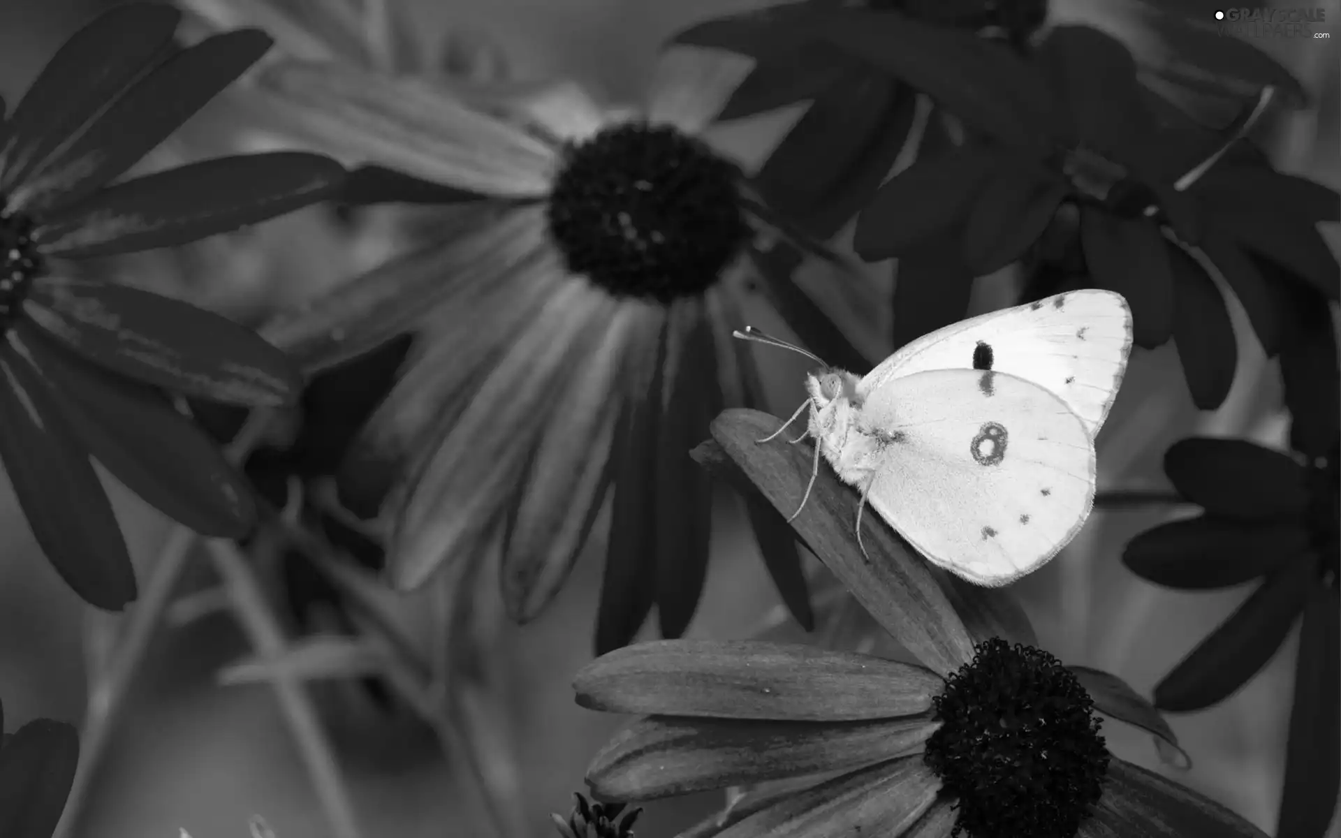 purple, Yellow, butterfly, Flowers