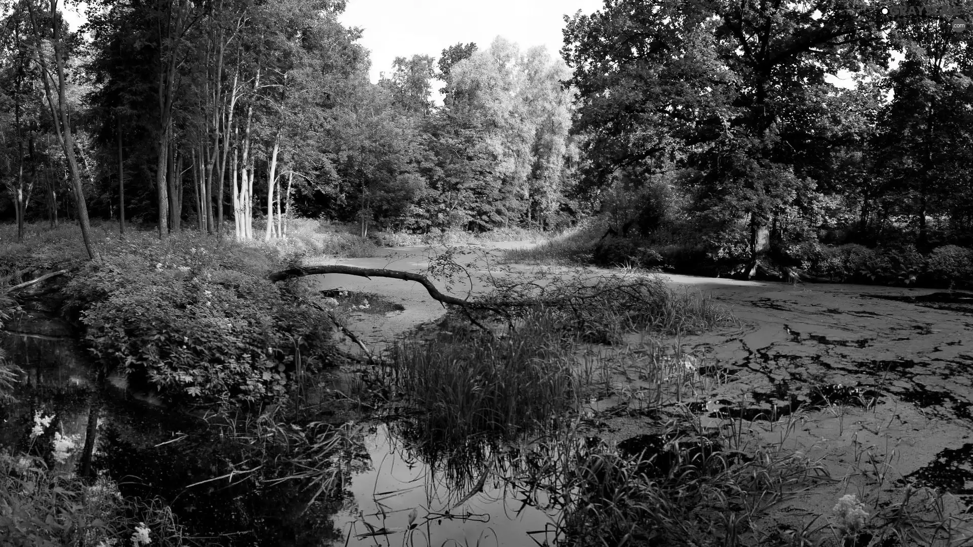 River, viewes, cane, trees