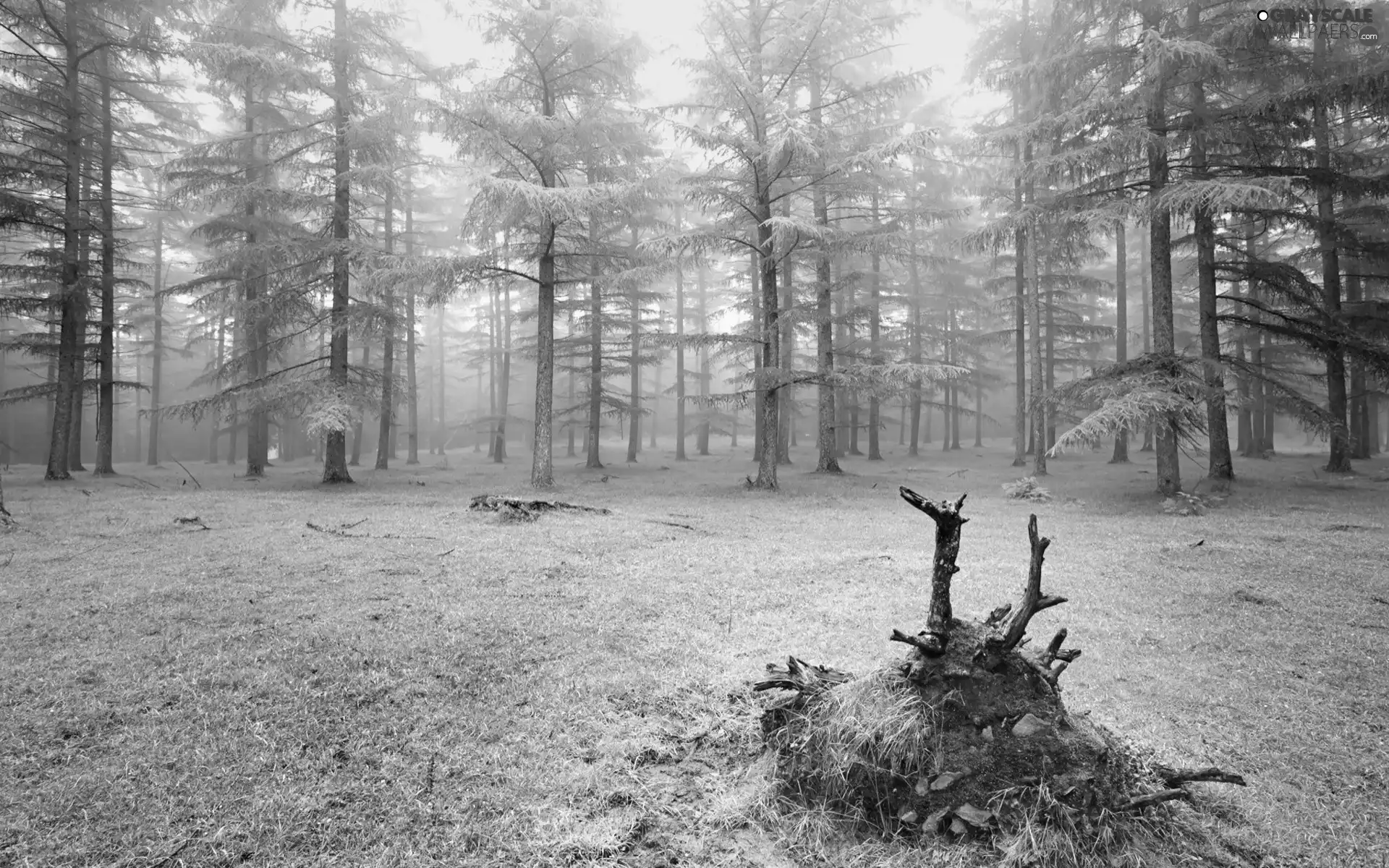 forest, car in the meadow