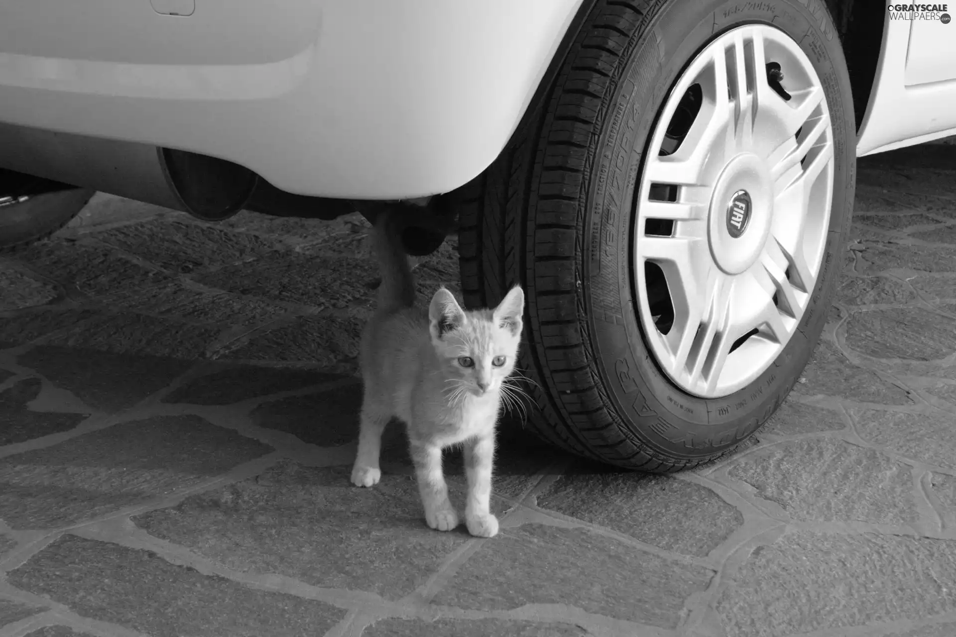 small, under, car, kitten