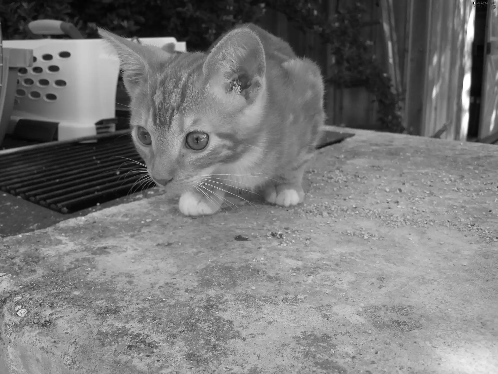 cat, ginger, gazing