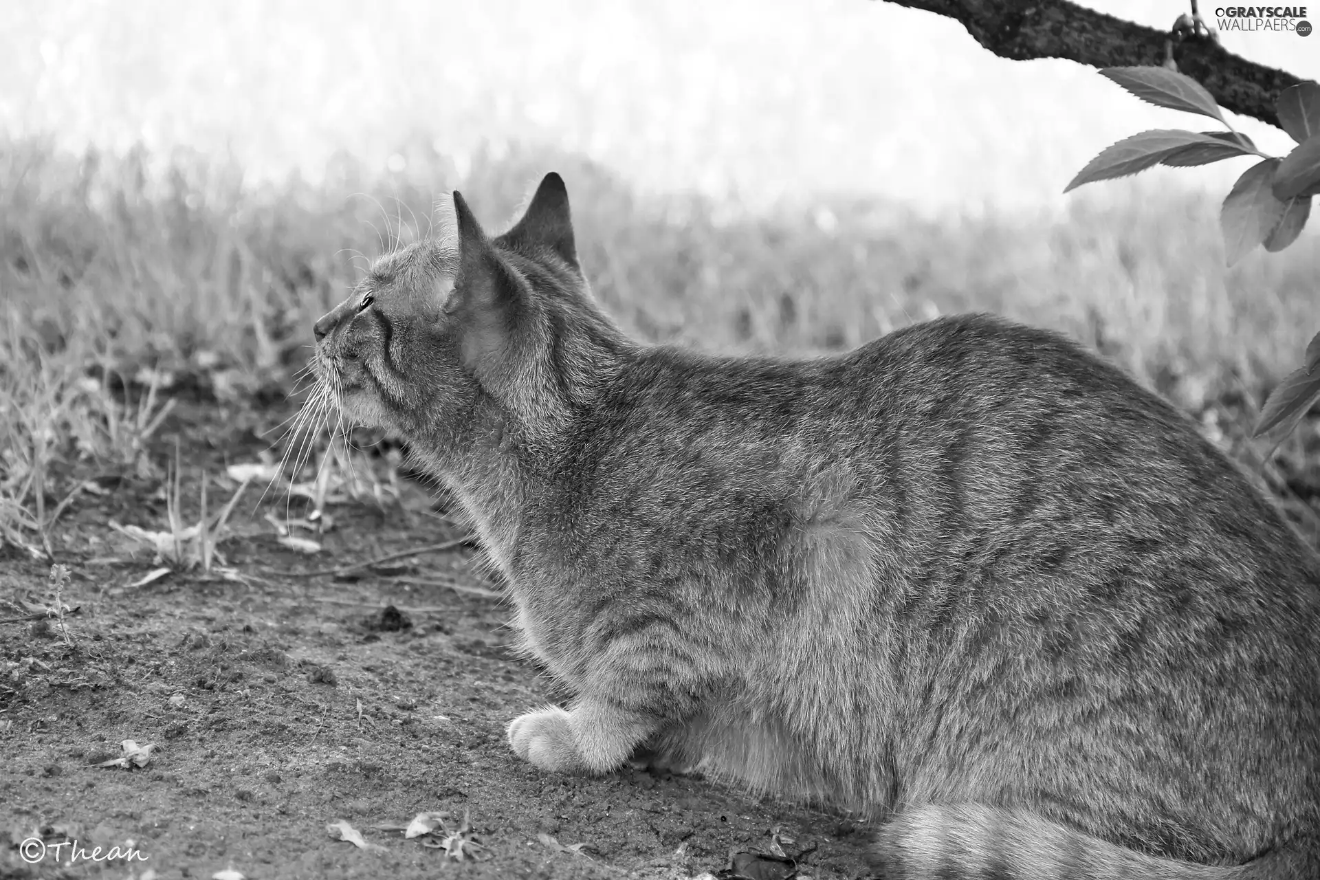 ginger, cat