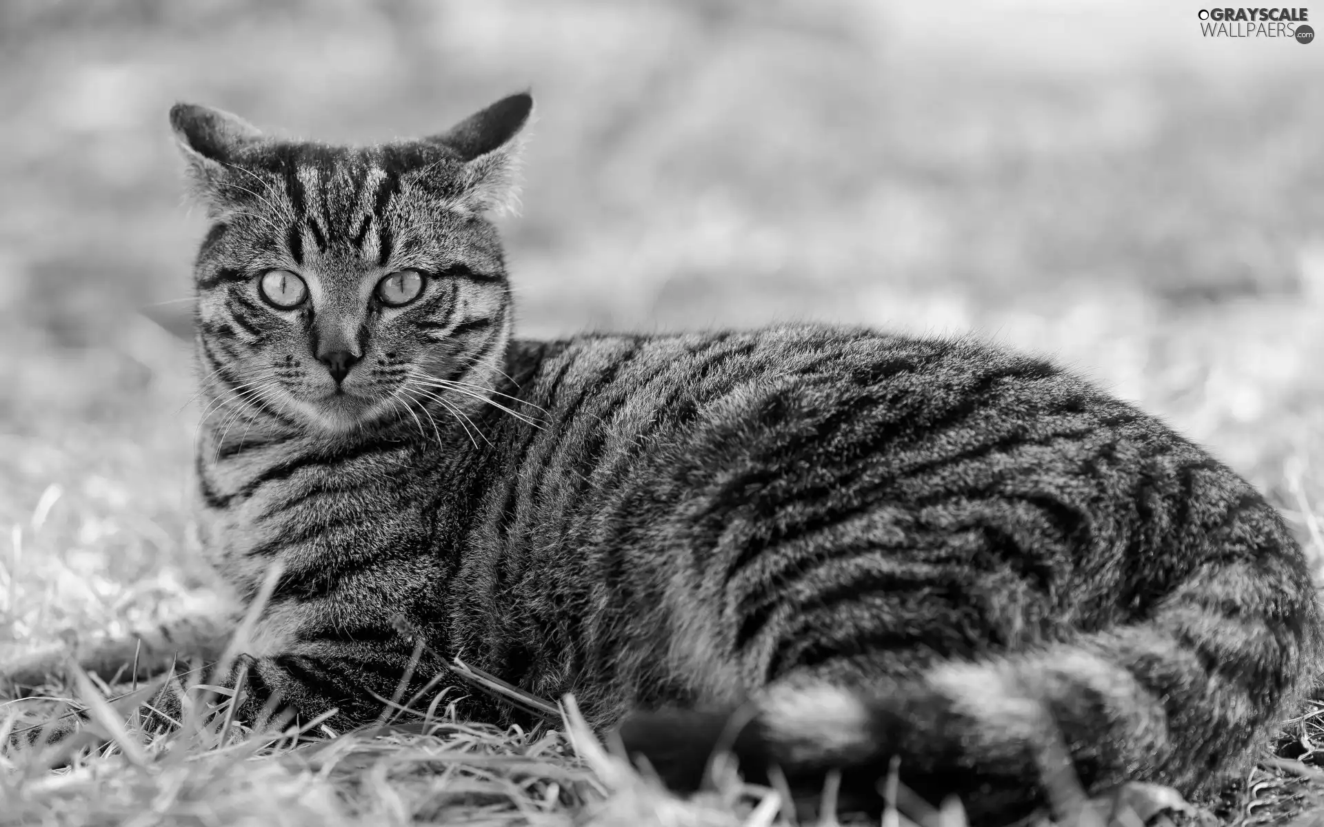 cat, Gray, striped