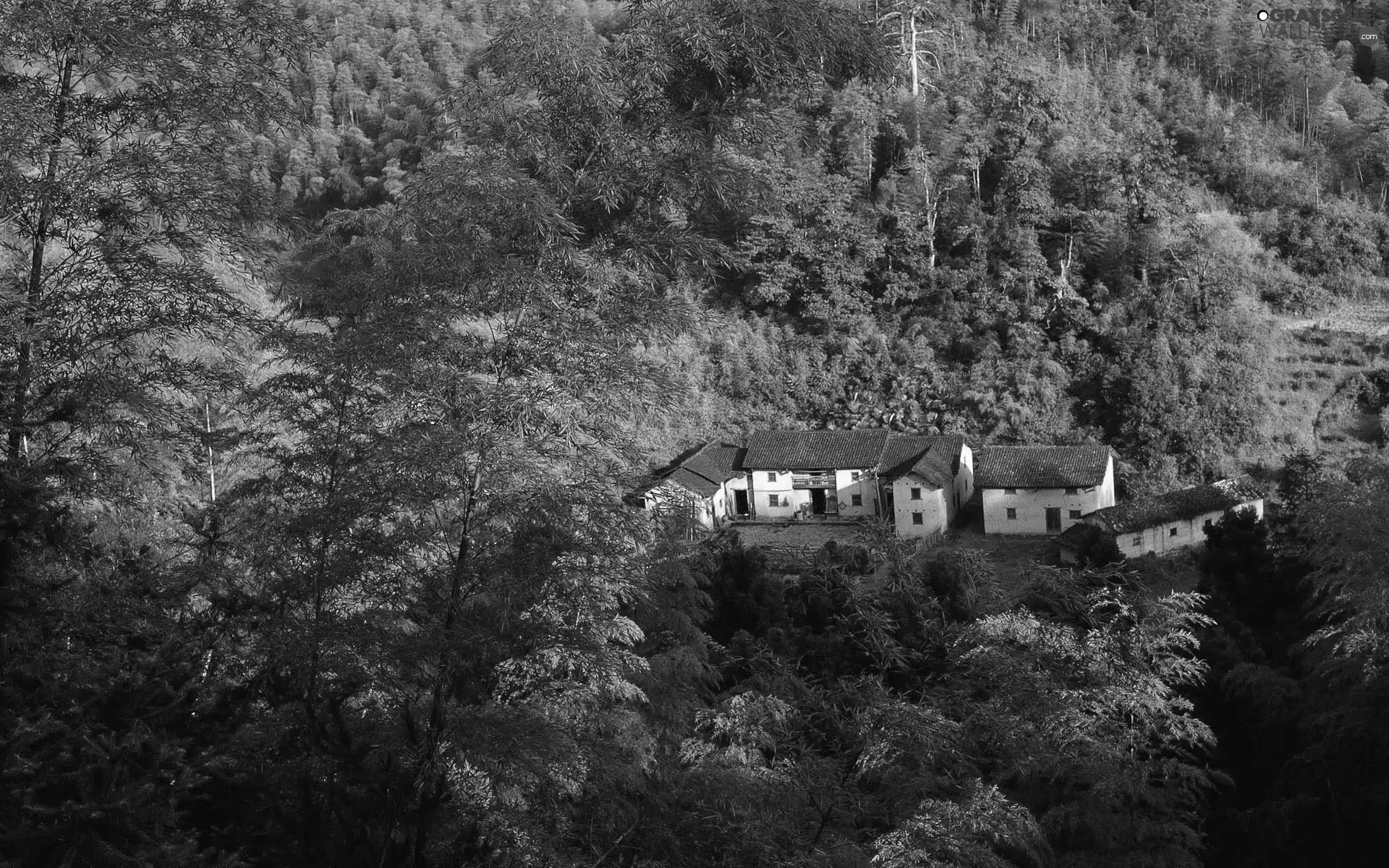 forest, green, China, Houses