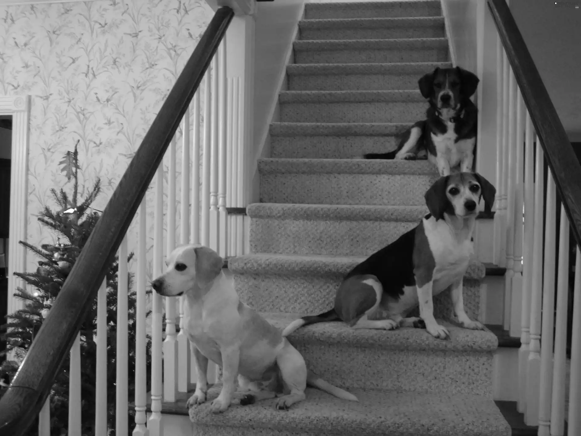 Three, Stairs, christmas tree, Beagle Harriery