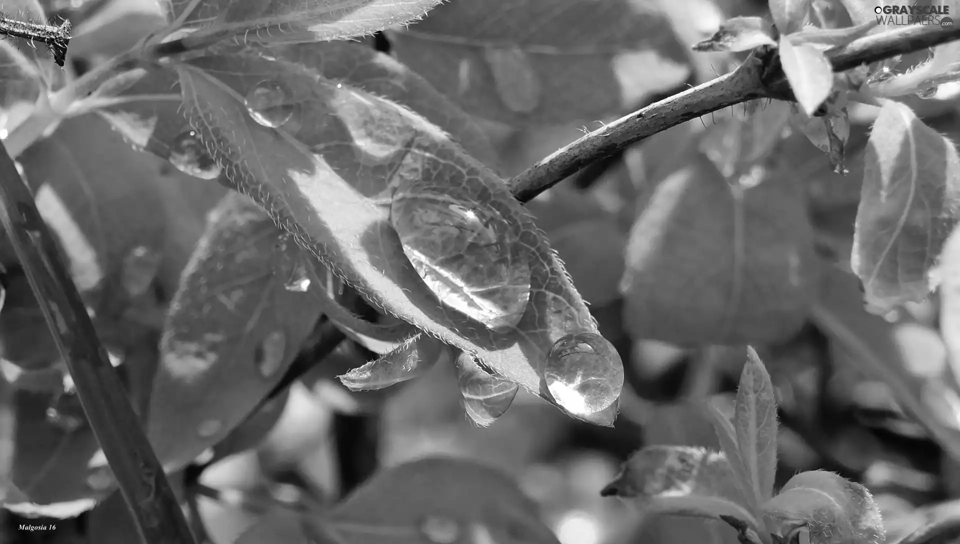 plant, drop, Close, Leaf