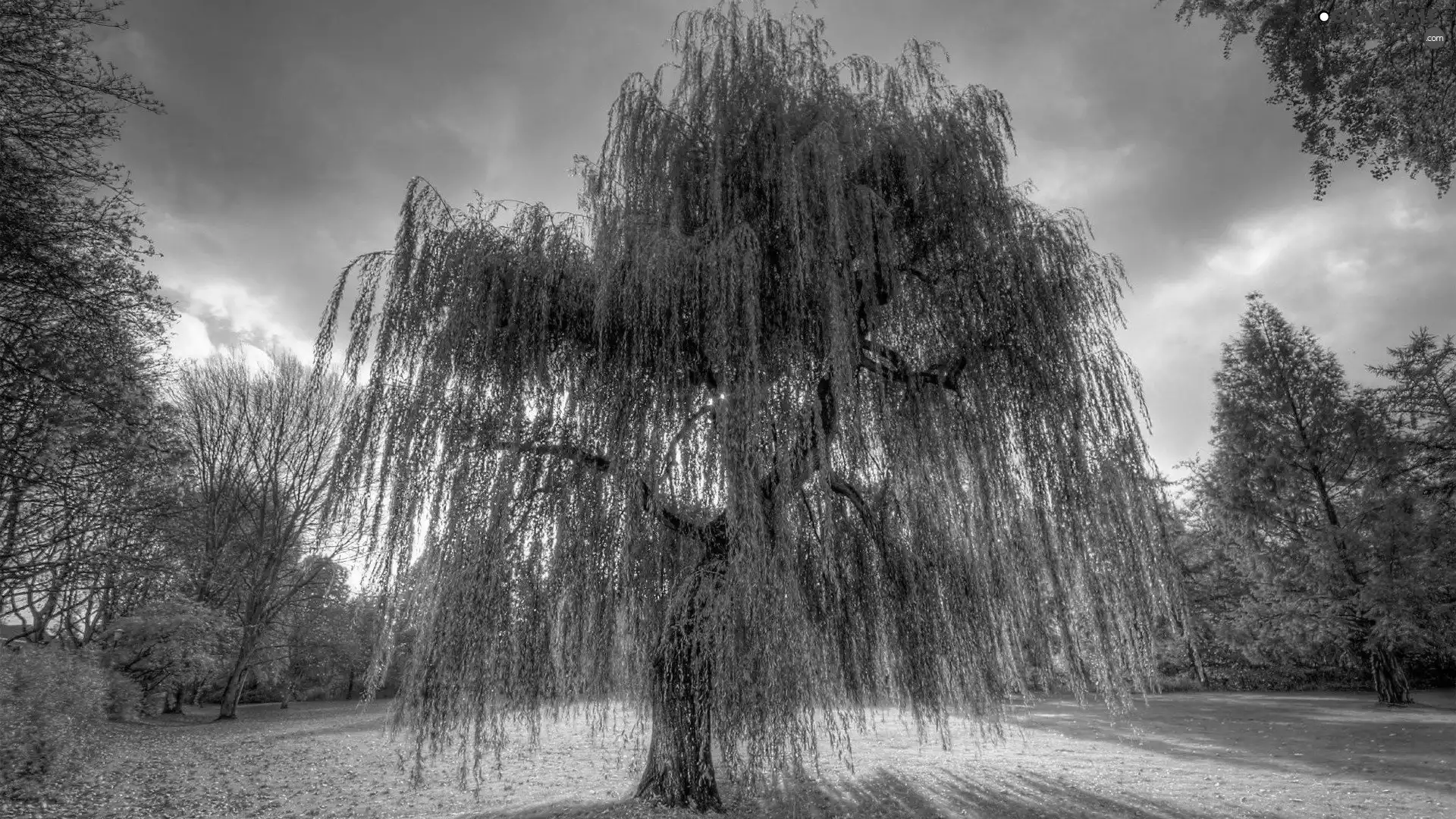 trees, Willow, clouds, autumn, viewes, color