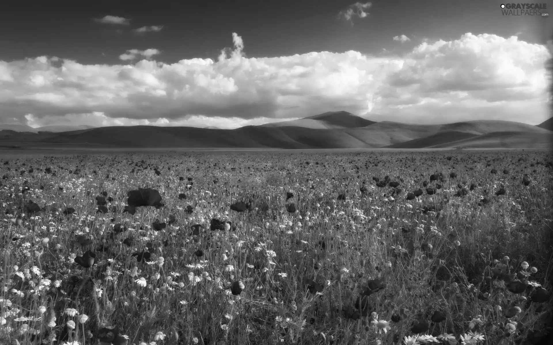 Meadow, Mountains, clouds, Flowers